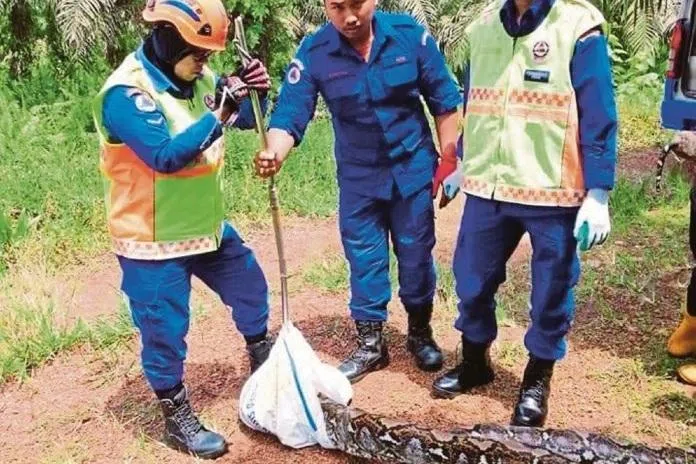 மலேசியாவில் பாம்புத் தொல்லை: 2025ல் 140,000 பாம்பு பிடிப்பு சம்பவங்கள்