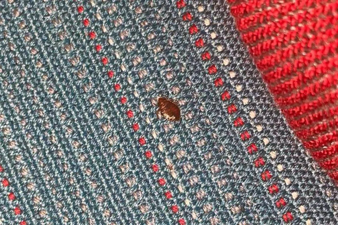 நடுவானிலும் மூட்டைப் பூச்சி தொல்லை