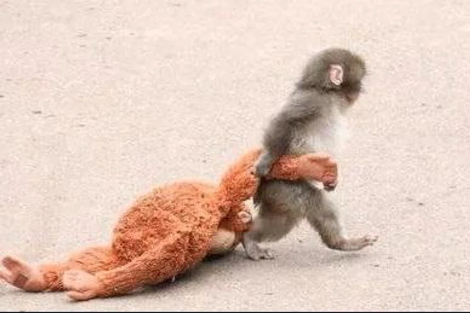 குட்டிப் பஞ்ச் எங்கு போனாலும் அந்தப் பெரிய பொம்மையைத் தன் பிஞ்சு கைகளால் பிடித்து இழுத்துச் செல்வான்.