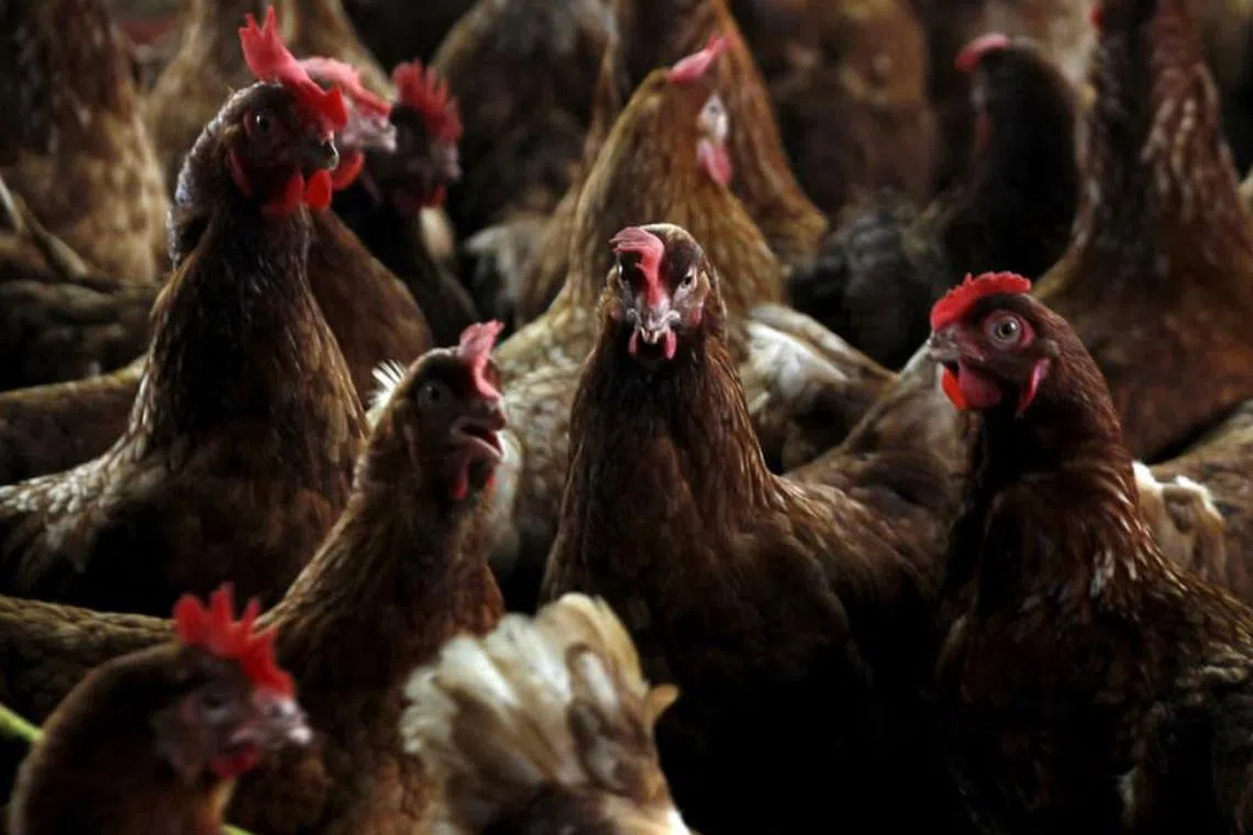 பறவைக் காய்ச்சலை கட்டுப்படுத்த முயற்சி