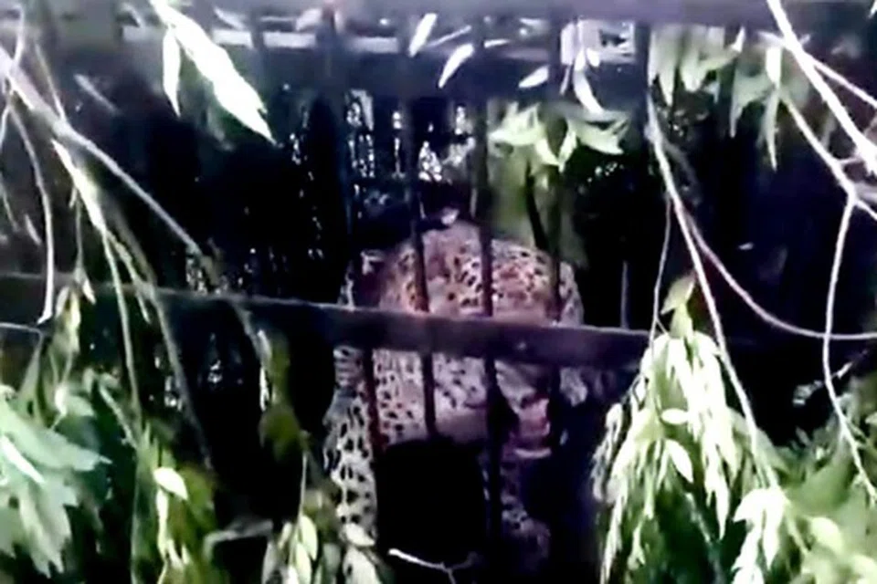திருப்பதி மலைக்கோயிலுக்கு இட்டுச் செல்லும் அலிப்பிரி நடைபாதையில் வனத்துறையினர் அமைத்திருந்த பொறியில் மேலும் ஒரு சிறுத்தை பிடிபட்டது.