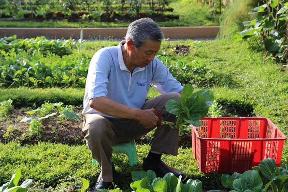 சமூகத் தோட்டக்கலைத் திட்டத்தின் 20 ஆண்டு நிறைவு