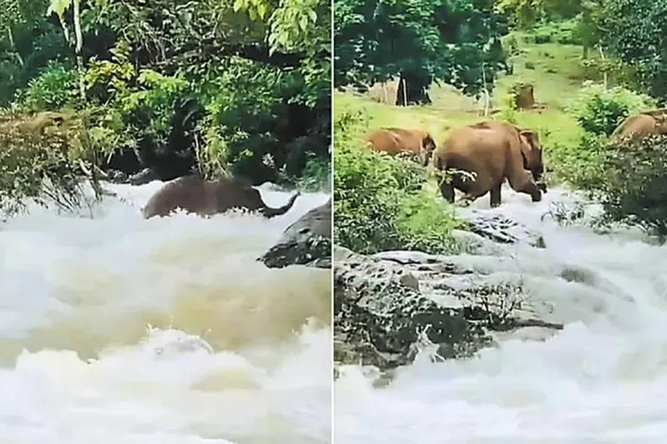 குண்டம்புழா ஆற்றில் அடித்துச் செல்லப்பட்ட யானை. 