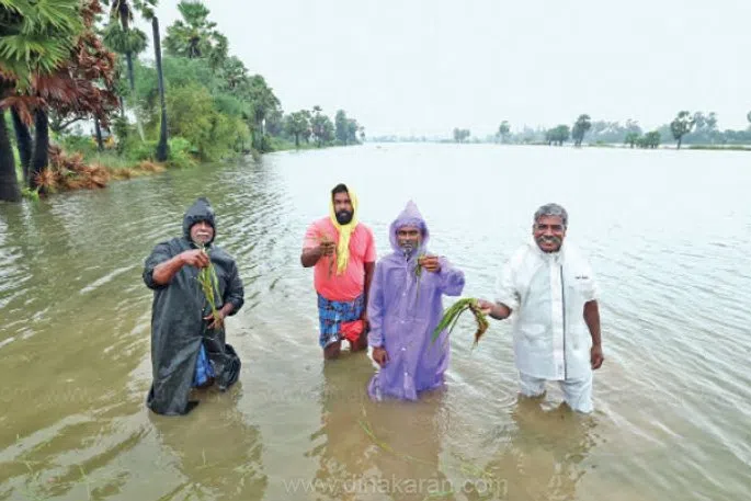 டிட்வா புயலால் டெல்டாவில் 1.35லட்சம் ஏக்கர் பயிர்கள் நீரில் மூழ்கின