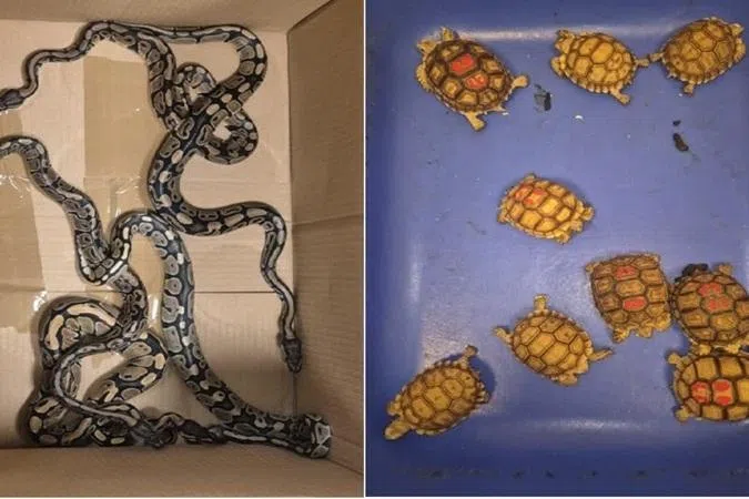 தாய்லாந்தில் இருந்து அரிய வகை உயிரினங்களைக் கடத்தி வந்தவர் கைது