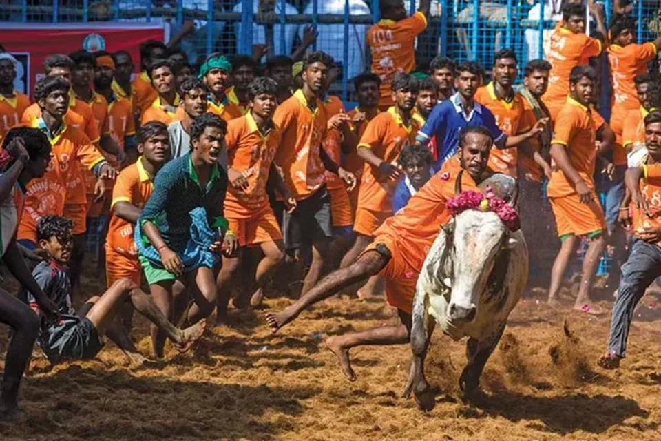 அவனியாபுரம் ஜல்லிக்கட்டு போட்டி.