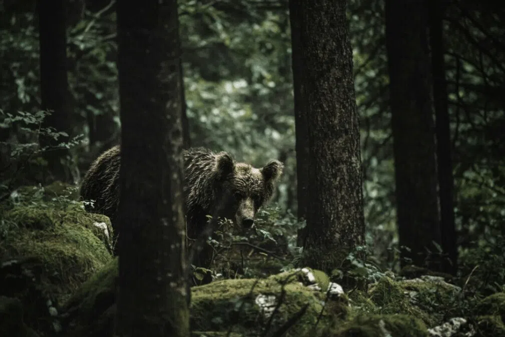 ஜப்பானில் கரடி தாக்கி ஒருவர் மரணம்