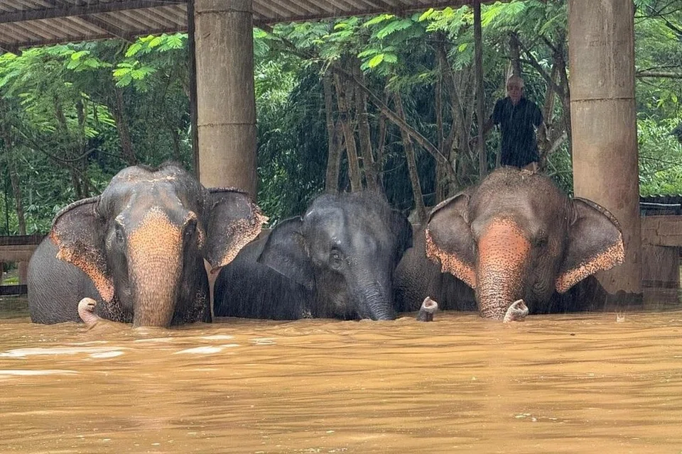 யானைக் காப்பகத்தின் நிறுவனர் உடனடி உதவிக்குக் கோரிக்கை விடுத்துள்ளார். 