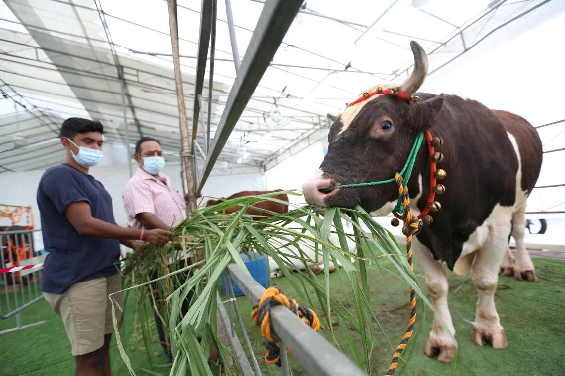 இடமாறுகிறது விக்னேஷ் பால்பண்ணை