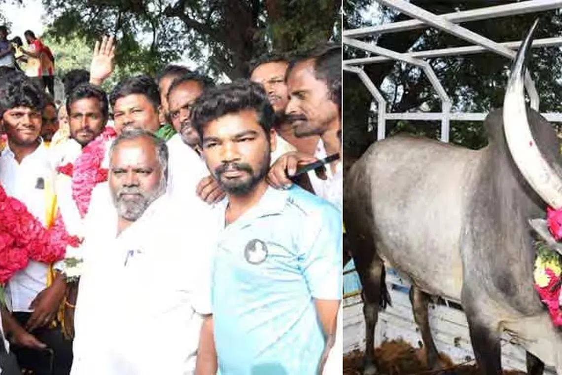 முதல் பரிசை வென்ற காளைக்கு மேளவாத்தியத்துடன் வரவேற்பு