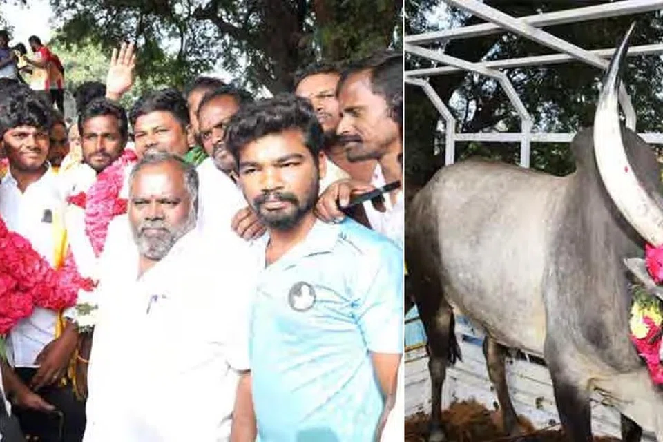 அலங்காநல்லூர் மஞ்சுவிரட்டில் யாரிடமும் பிடிபடாமல் முதல் பரிசைத் தட்டிக் கொண்டு சொந்த ஊரான அயோத்தியாப்பட்டணம் திரும்பிய வீரப்பன் என்ற காளையையும் அதன் சொந்தக்காரர் மோகன்ராஜையும் ஊர் மக்கள் மேளதாளத்துடன் வரவேற்றனர்.