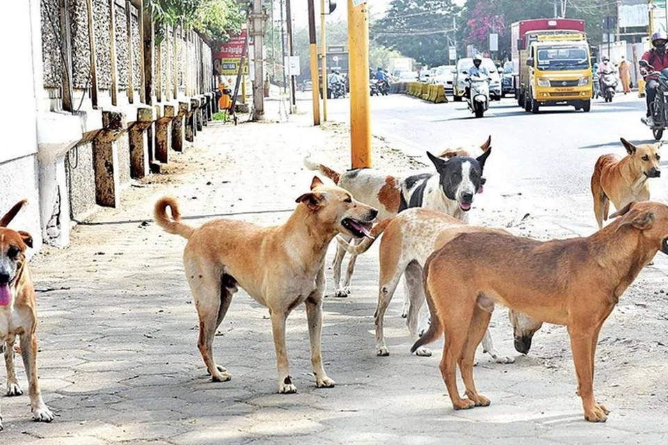 சாலையில் நிம்மதியாக நடக்க முடியாத நிலை ஏற்பட்டதால், மாநிலம் முழுவதும் அரசு பல்வேறு நடவடிக்கைகளை மேற்கொண்டது.