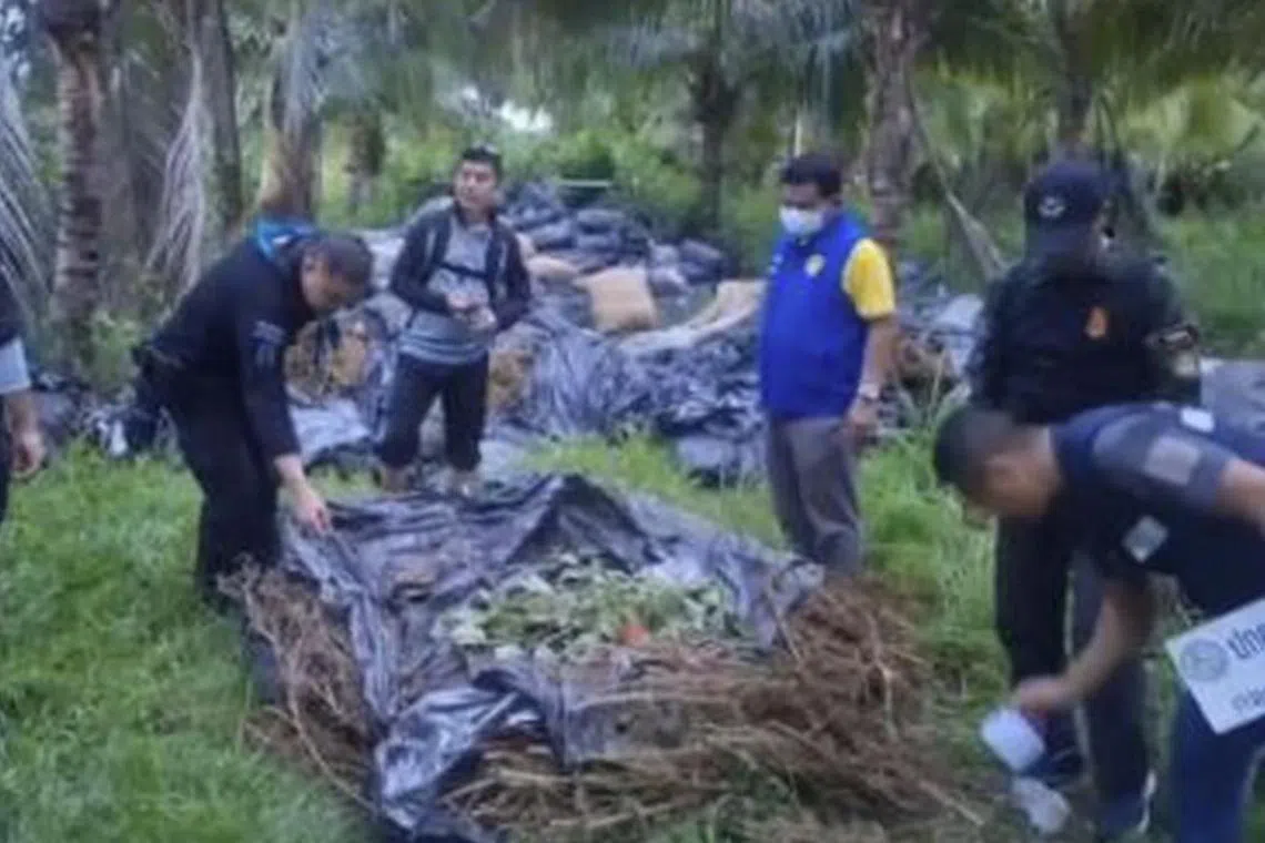 தாய்லாந்து டுரியான் பண்ணைகளில் 620 கஞ்சா மூட்டைகள் பறிமுதல்