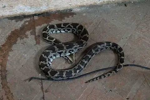 மீட்கப்பட்ட மலைப்பாம்புக் குட்டிகளில் ஒன்று.