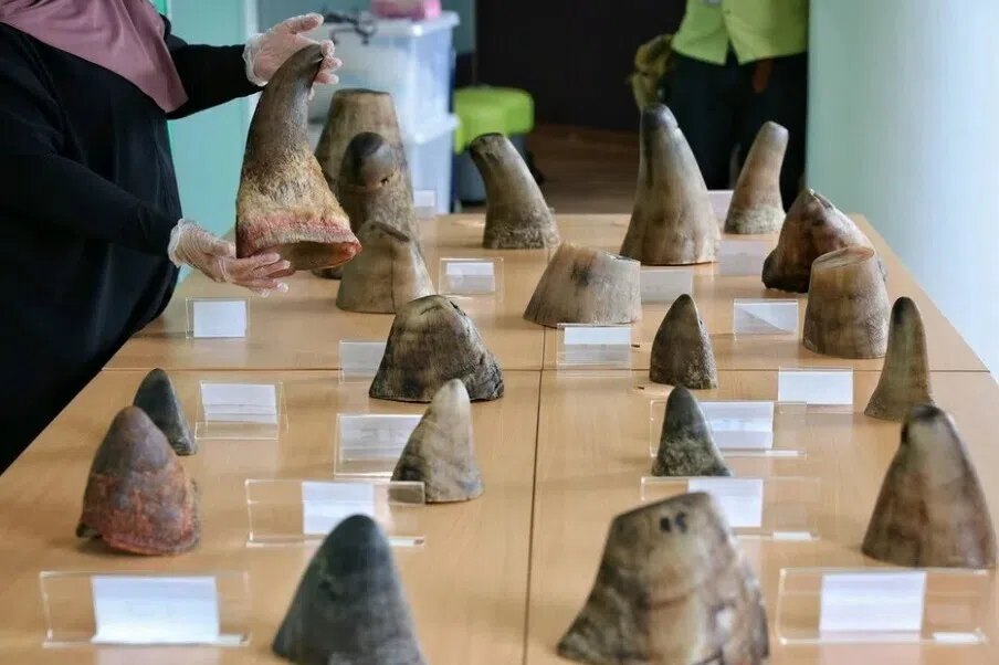 35.7 கிலோ காண்டாமிருகக் கொம்புகளைக் கடத்தும் முயற்சி முறியடிப்பு 