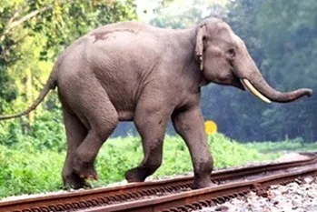 வனவிலங்குகளைக் காக்க ஏஐ அமைப்பை வலுப்படுத்திய இந்தியன் ரயில்வே