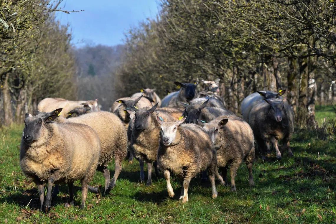 பலநாட்டுப் பண்ணை விலங்கு இறைச்சி இறக்குமதிக்கு சீனா தடை