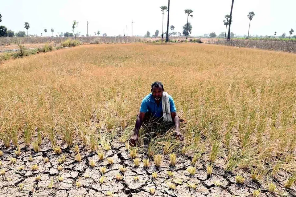 மழைப்பொழிவு குறைவு,  நிச்சயமற்ற விளைச்சல் காரணமாக அரிசி விநியோகம் குறித்த கவலைகள் அதிகரித்துள்ள நிலையில், குத்தகை விவசாயிகள் வறட்சி நிவாரணம் கோரி வருகின்றனர்.