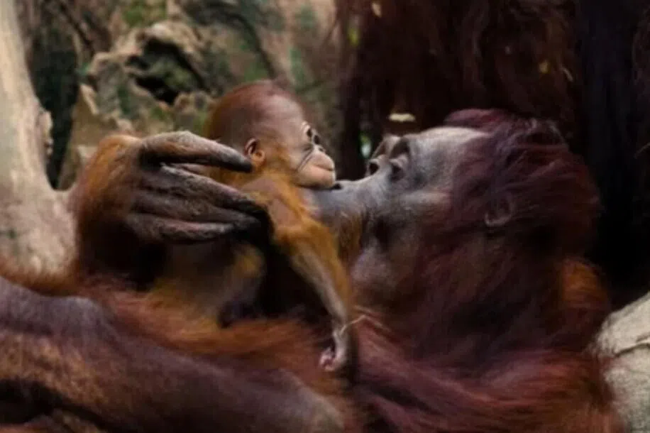 மண்டாய் வனவிலங்குக் காப்பகத்தில் பிறந்த ஓராங் உத்தான்