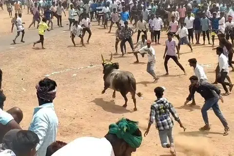 மஞ்சுவிரட்டு நிகழ்வைக் காண சிங்கம்புணரி, அதன் சுற்றுவட்டாரப் பகுதிகளைச் சேர்ந்த நூற்றுக்கணக்கானோர் திரண்டிருந்தனர்.