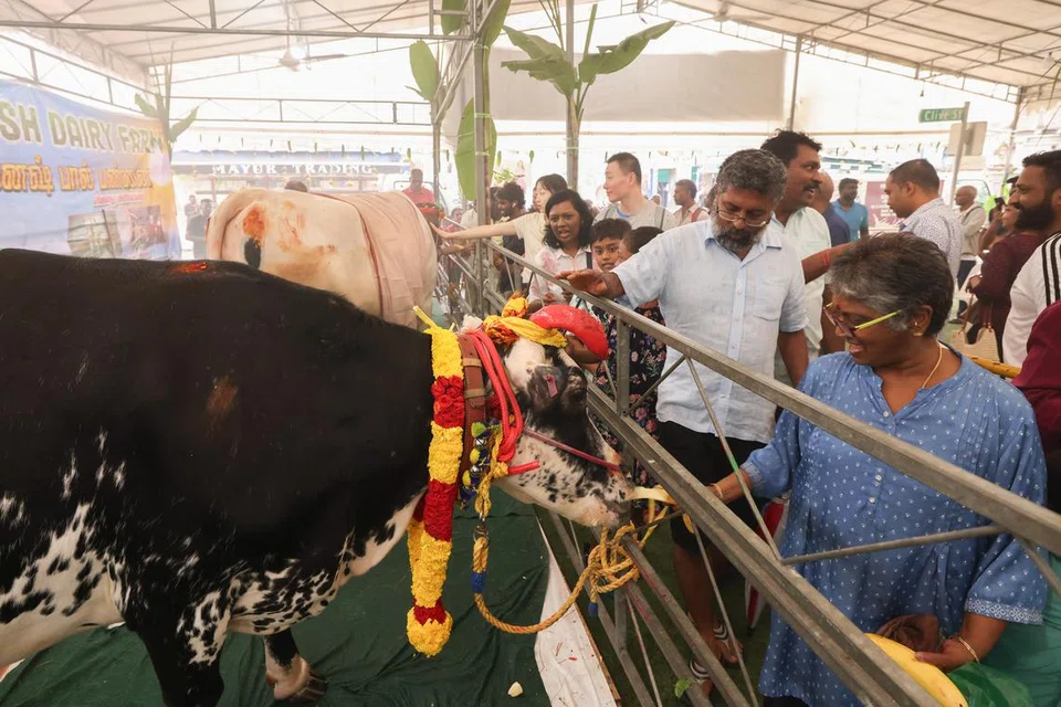 மாட்டுப் பொங்கல் கொண்டாட்டத்தில் கலந்துகொண்ட மக்கள் கால்நடைகளைத் தடவிக்கொடுத்து அன்பை வெளிப்படுத்தினர்.