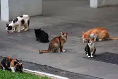 1989ஆம் ஆண்டுக்குப் பிறகு வீவக வீடுகளில் பூனைகளை வளர்க்க செப்டம்பர் 1 முதல் சட்டப்படி அனுமதிக்கப்படும்.