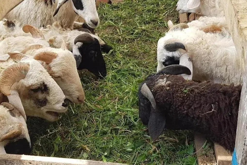 ஈகையுடன் காஸாவுக்குக்கான உதவியுடன் ஒன்றிணையும் குர்பான் சடங்கு: முன்பதிவு தொடங்கியது