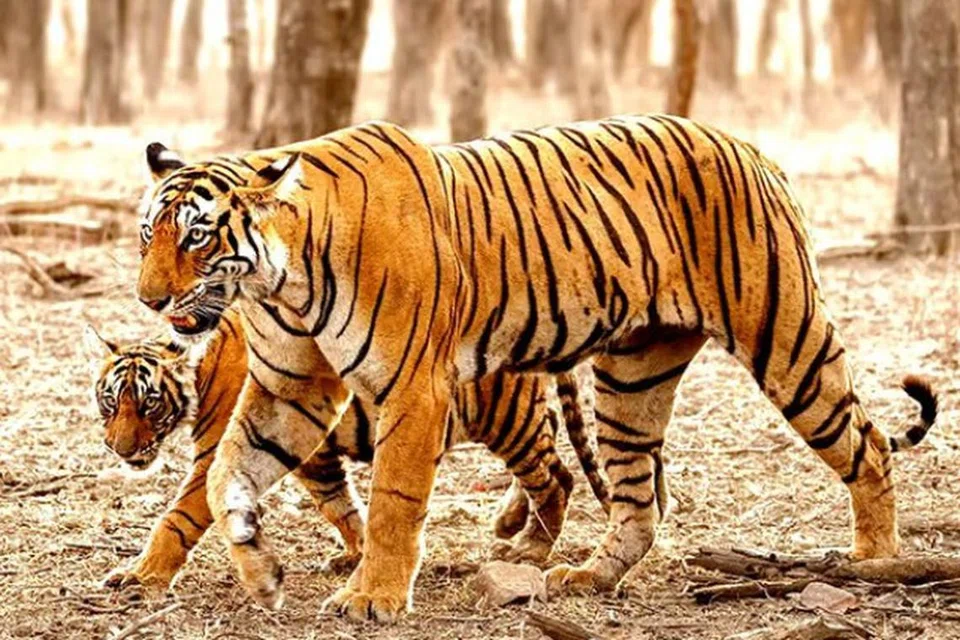 2023ஆம் ஆண்டு மட்டும் 178 புலிகள் இந்தியாவில் இறந்தன.