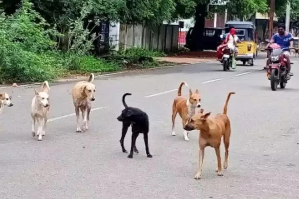 கடந்த ஐந்தாண்டுகளில் மட்டும் நாய்க்கடிக்காக மதுரை அரசு இராசாசி மருத்துவமனையில் மொத்தம் 133,523 பேர் சிகிச்சை பெற்றுள்ளனர்.  