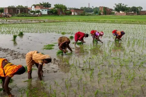 உள்ளூர் விவசாயிகள் நெல் சாகுபடியில் கவனம் செலுத்த இந்திய அரசாங்கம் தொடர்ந்து ஊக்குவித்து வருகிறது.