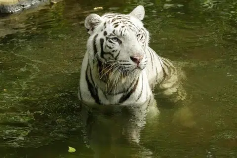 13 வயது பாஷா (Pasha) புலி.