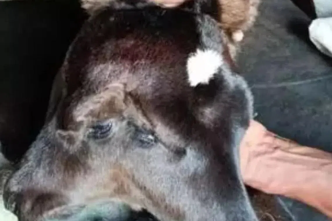 2 தலை, 4 கண்களுடன் பிறந்த அதிசய கன்றுக்குட்டி