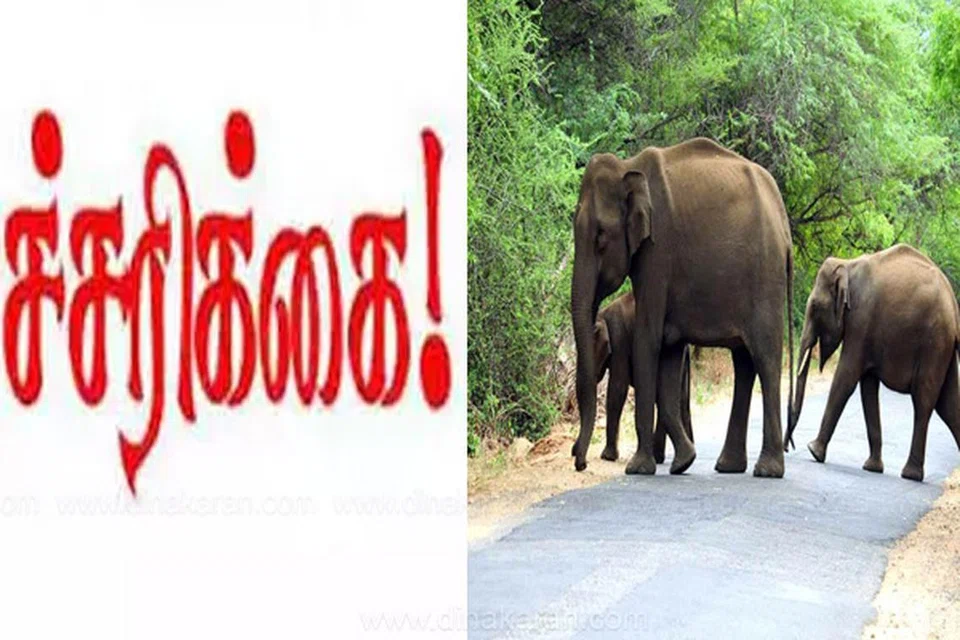 தண்ணீர் தேடி அலையும் யானைகள்.