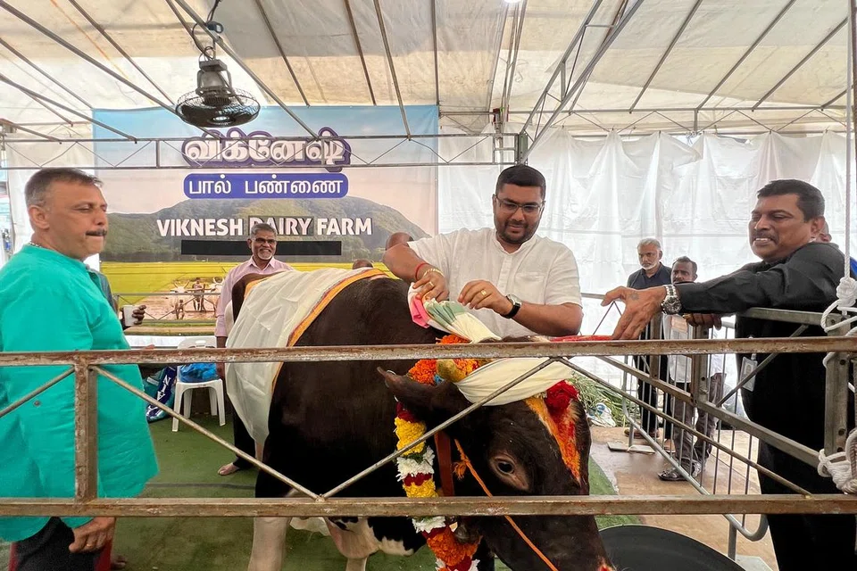 மாடுகளுக்கு மாலை அணிவிக்கப்பட்டு அலங்காரம் செய்யப்பட்டது.