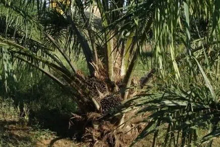 தாய்லாந்தில் செம்பனை எண்ணெய் கட்டுப்பாடு அறிமுகம்