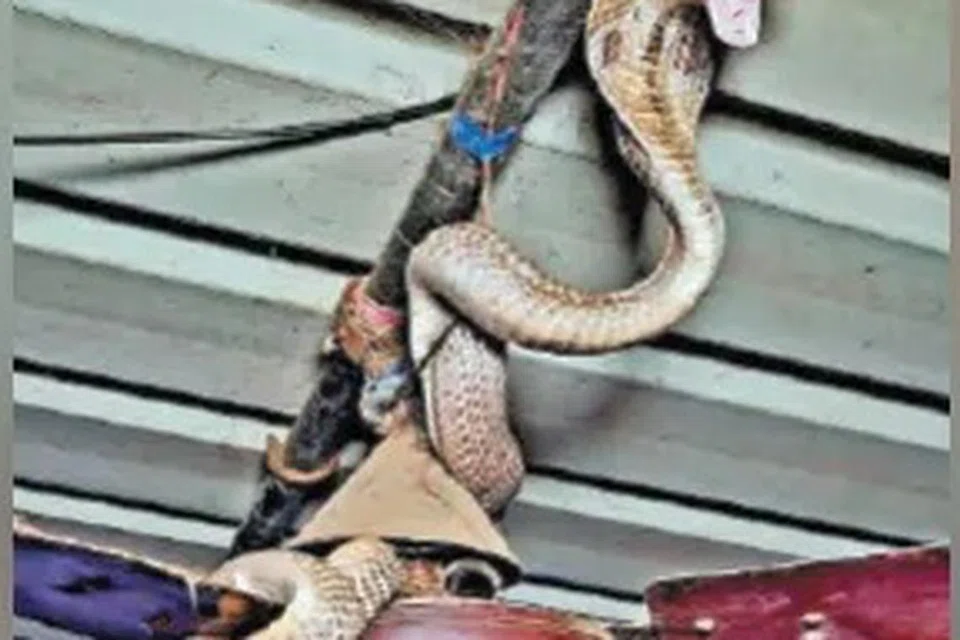 மின் விசிறிமீது சீறிக்கொண்டிருந்த பாம்பு.
