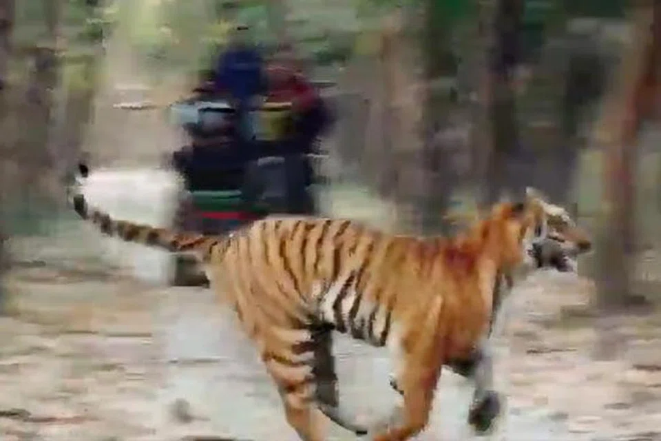 கரடியை விரட்டும் புலி.