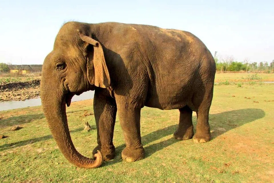 வத்சலா 1910களில் பிறந்திருக்கலாம் என நம்பப்படுகிறது.