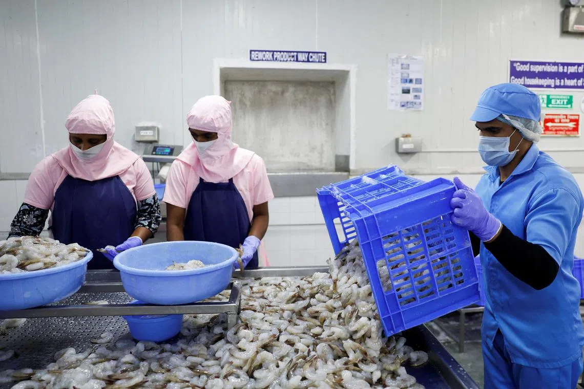 டிரம்ப் வரிவிதிப்பால் தள்ளாடும் இந்திய இறால் ஏற்றுமதி