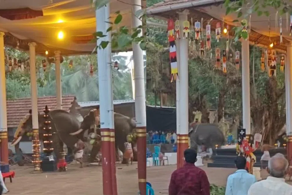 யானை ஒன்றோடு ஒன்று மோதிக்கொள்ளும் காட்சி.