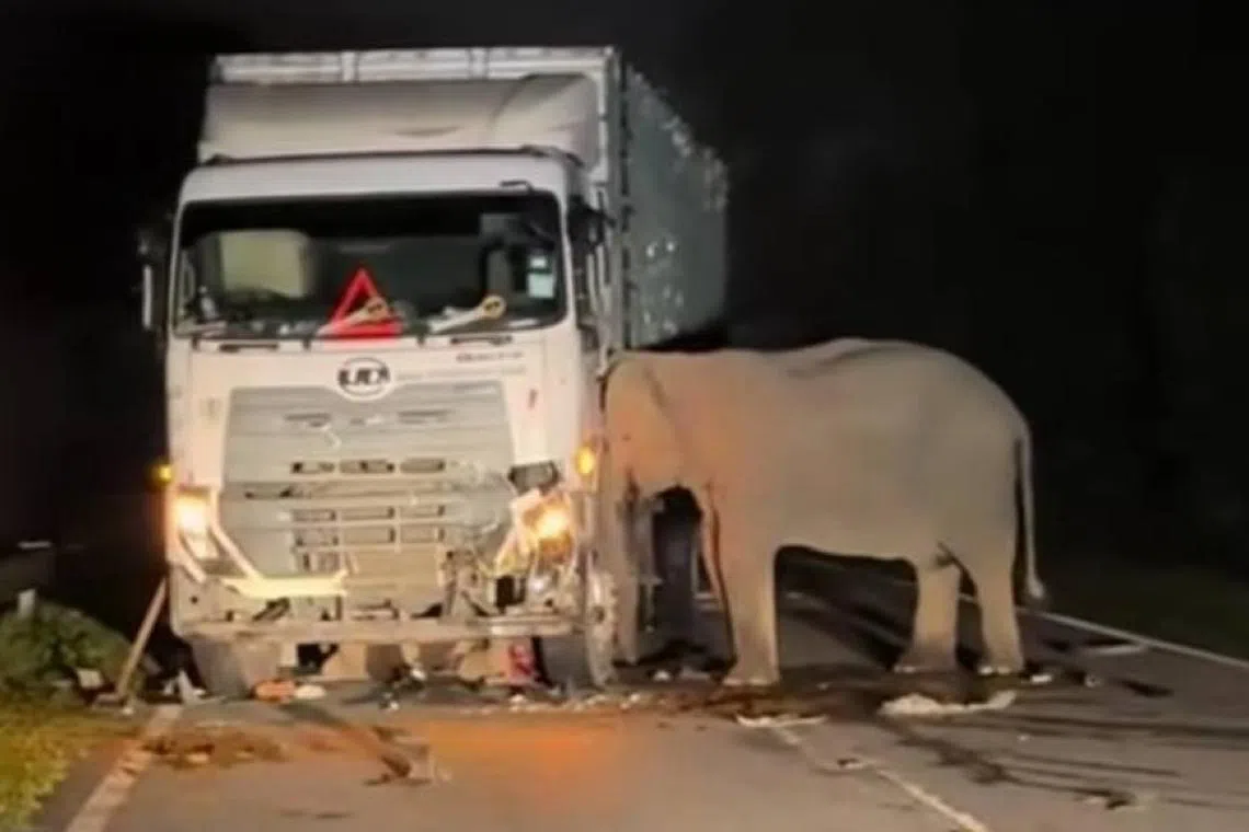 தாய்ப் பாசம்: விபத்தில் சிக்கிய சேயைக் காப்பாற்றத் துடித்த யானை