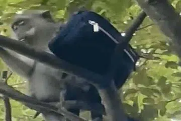 காணொளியிலிருந்து எடுக்கப்பட்ட படம்.