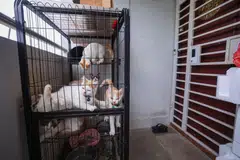 பூனை வளர்ப்புக்கு உரிமம் பெறவேண்டும் என்ற விதிமுறை செப்டம்பர் மாதம் அறிமுகம் காண்கிறது.