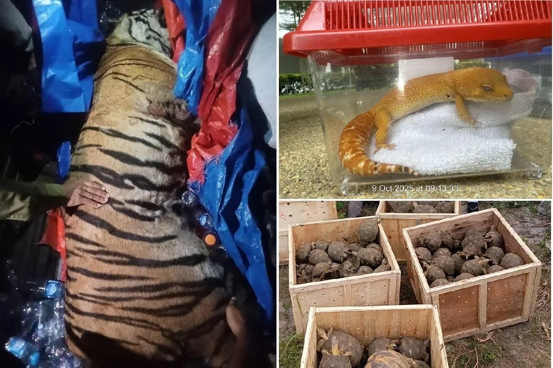 சட்டவிரோத வனவிலங்கு வணிகம்: 30,000 விலங்குகள் மீட்பு