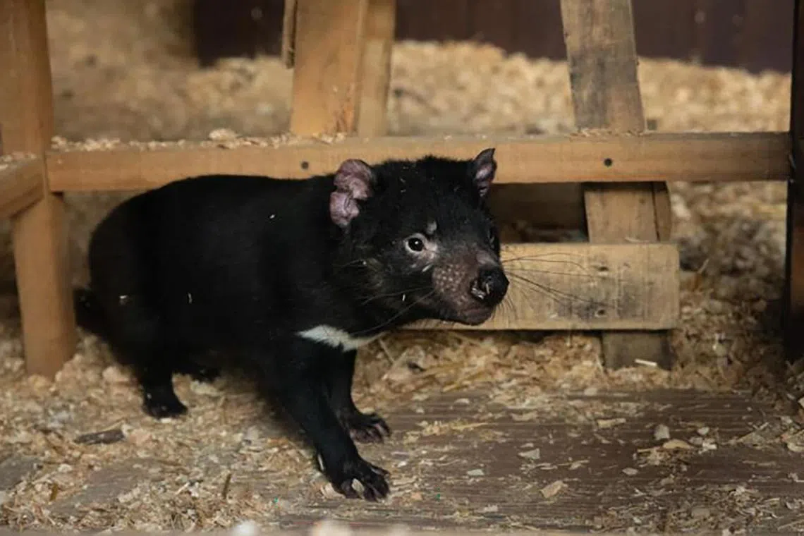 நான்கு டாஸ்மேனியன் டெவில் விலங்குகளை வரவேற்ற நைட் சஃபாரி