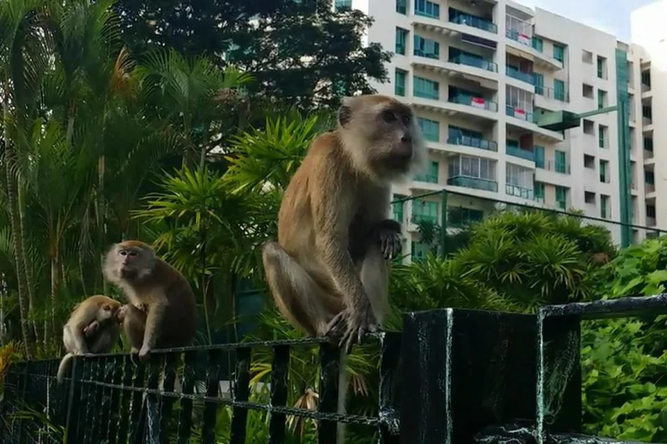 குரங்குகள் போன்ற விலங்குகளைக் கண்டால் தொழில்முறை மீட்பாளரின் உதவியைக் கோரும் விழிப்புணர்வு அதிகரித்திருப்பதாகக் கூறப்பட்டது.