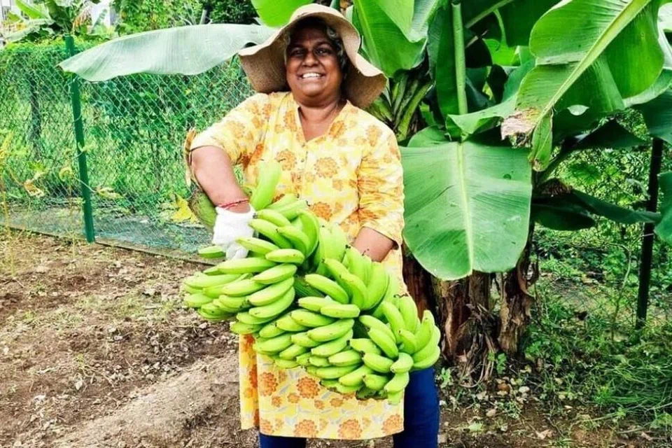 திருவாட்டி லலிதம்மா நாயர், சமூகத் தோட்டங்கள், சுற்றுச்சூழல் கல்வித் திட்டங்கள், அடித்தள நிலைத்தன்மை முயற்சிகள் ஆகியவற்றின் மூலம் இயற்கையோடு மீண்டும் இணைய பல்லாண்டுகளாகச் சிங்கப்பூரர்களை ஊக்குவித்து வருகிறார்.
