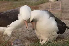 தனது புதிய துணையுடன் முட்டையை கவனமாக விஸ்டம் அடைகாப்பது  (வலது) பசிபிக் பெருங்கடலில் உள்ள மிட்வே அட்டோல் தேசிய வனவிலங்கு காப்பகத்தில் படமாக்கப்பட்டது.  