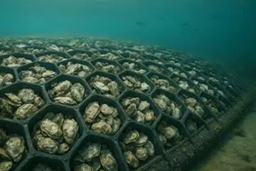 கடலின் ஓரங்களில் சிப்பிகள் பதிக்கப்பட்ட நீர்த்தடுப்பை ஏற்படுத்துவதற்கான முயற்சிகளும் புதிய திட்டங்களில் இடம்பெற்றுள்ளன.