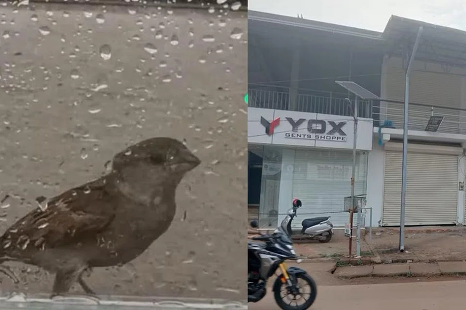 கடை மூடி, முத்திரையிடப்பட்டுள்ளதால் உதவுவார் எவருமின்றி, மூன்று நாள்களாகக் கண்ணாடி முகப்பில் சிக்கிக்கொண்டு விடுபட முடியாமல் தவிக்கும் சிட்டுக்குருவி.